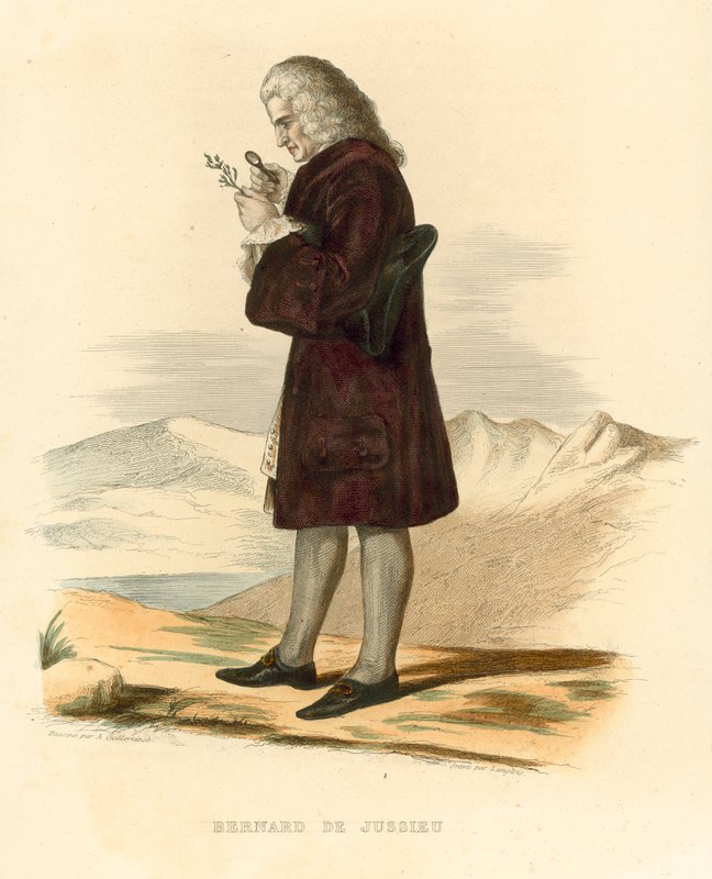 Bernard de Jussieu - French School