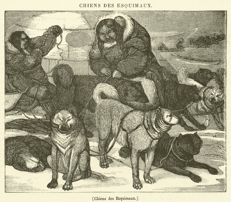 Chiens des Esquimaux - French School