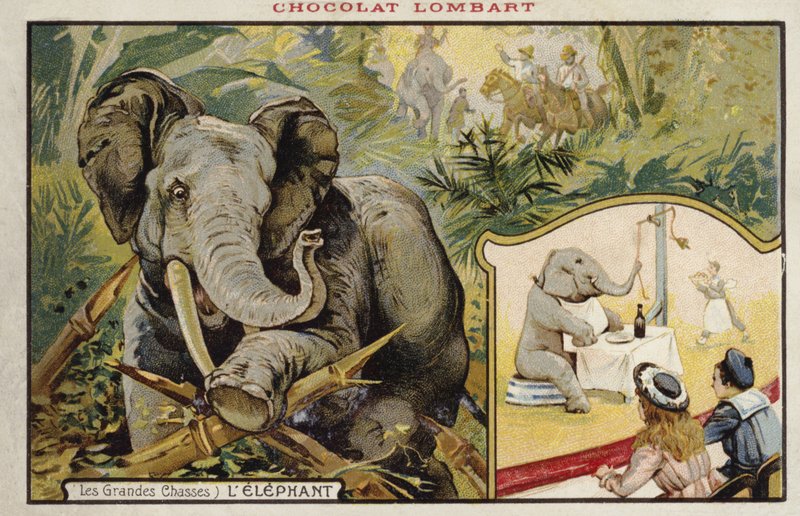 Éléphant - French School