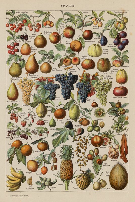 Fruits - French School