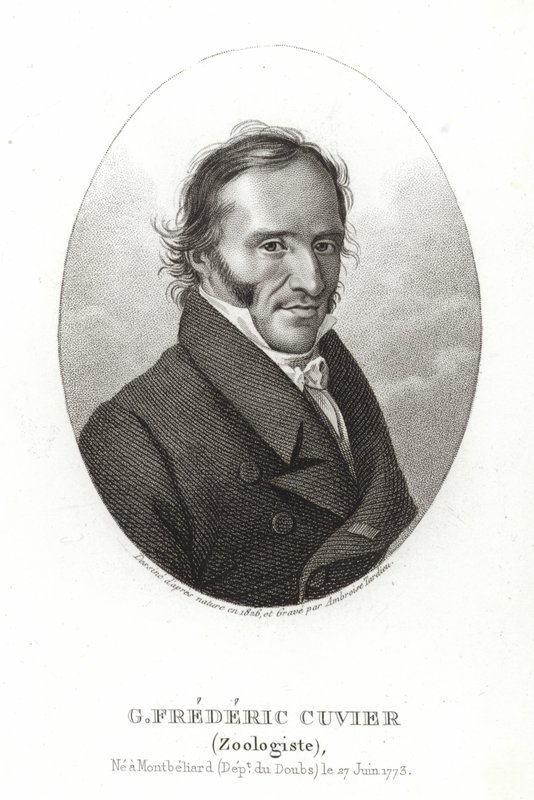 George Cuvier - French School