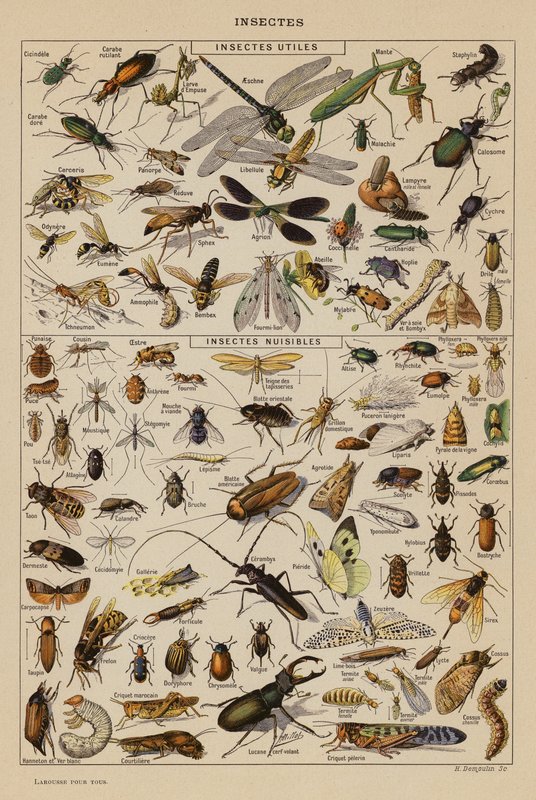 Insectes - French School
