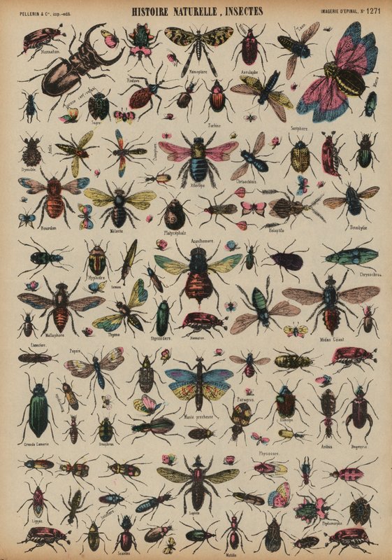 Insectes - French School