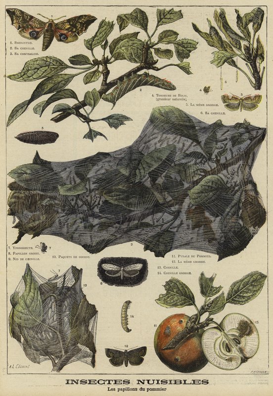 Papillons nuisibles aux pommiers - French School