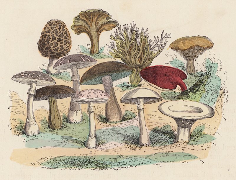 Champignons - French School