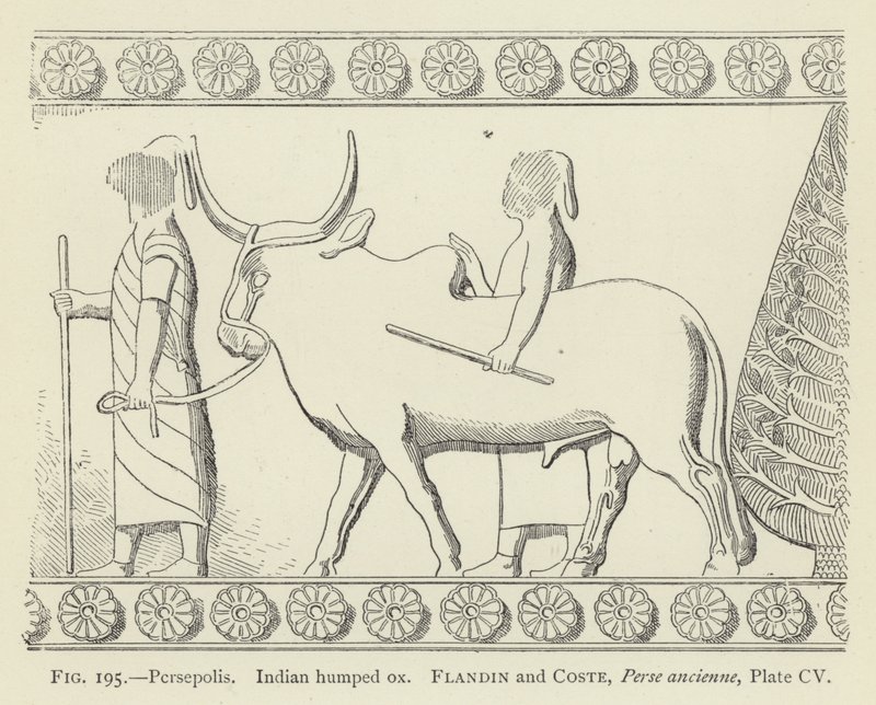 Persépolis, Bœuf indien à bosse - French School