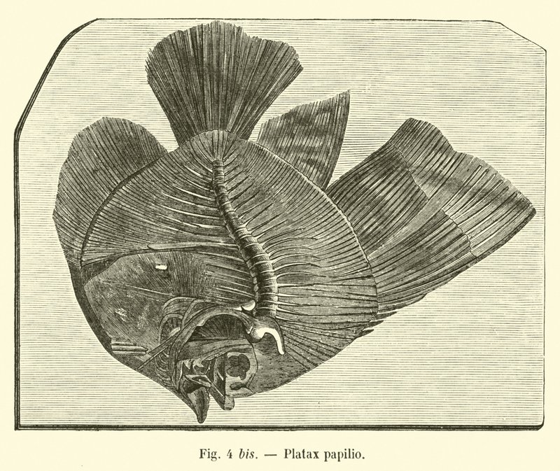 Platax papilio - French School