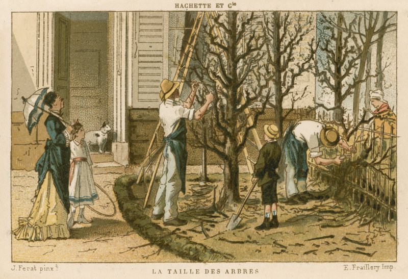 Élagage des arbres - French School