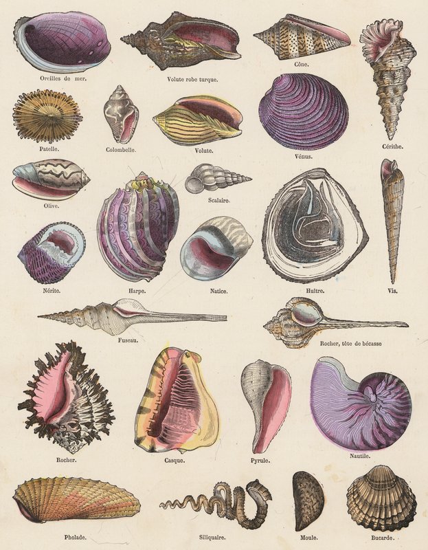 Coquillages - French School