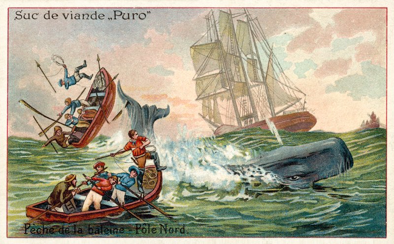 Chasse à la baleine dans l