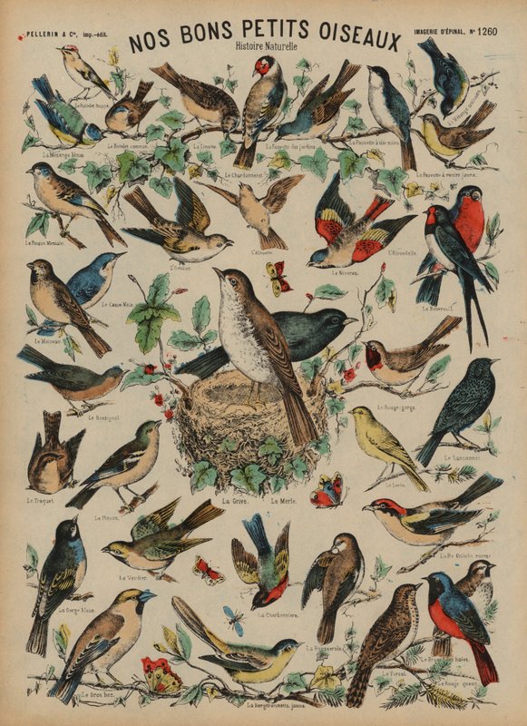 Oiseaux sauvages - French School