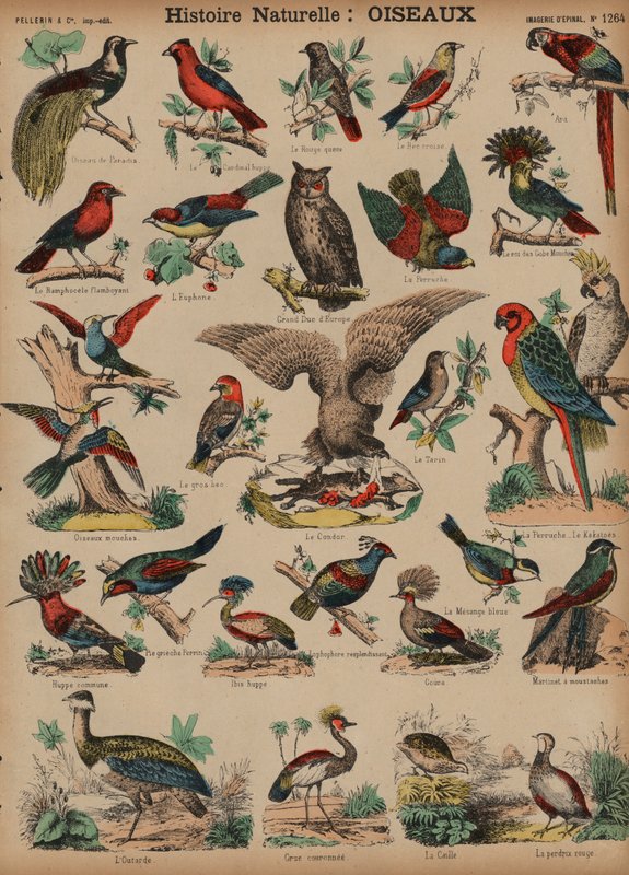 Oiseaux sauvages - French School