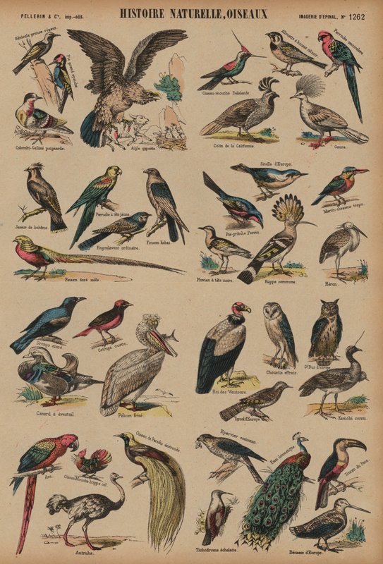 Oiseaux sauvages - French School