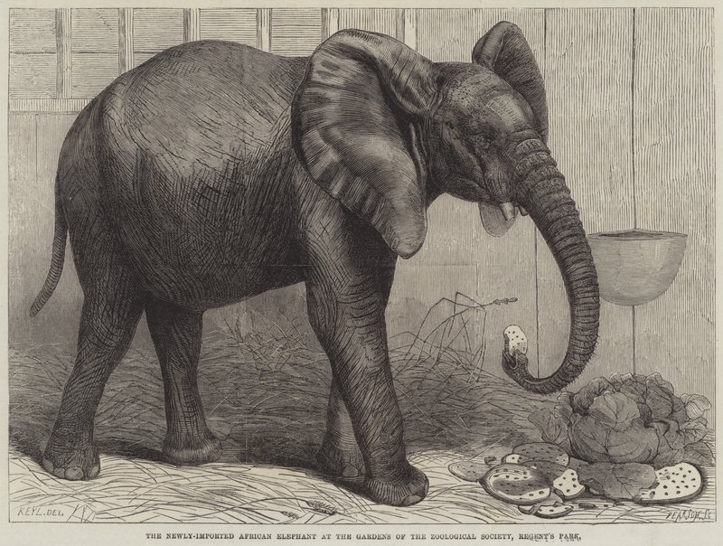 Le nouvel éléphant africain importé aux jardins de la Société zoologique, Regent