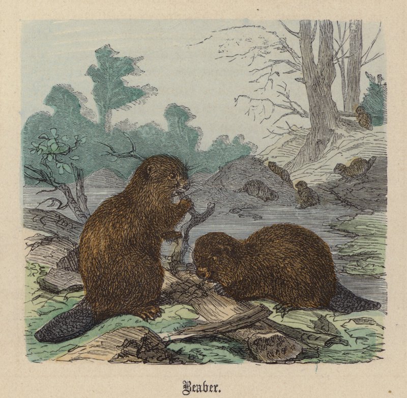 Castor - Friedrich Specht