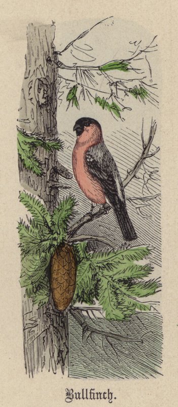 Bouvreuil - Friedrich Specht