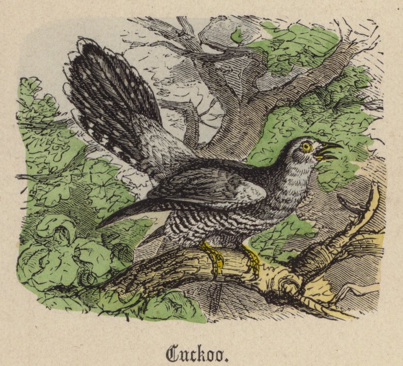 Coucou - Friedrich Specht