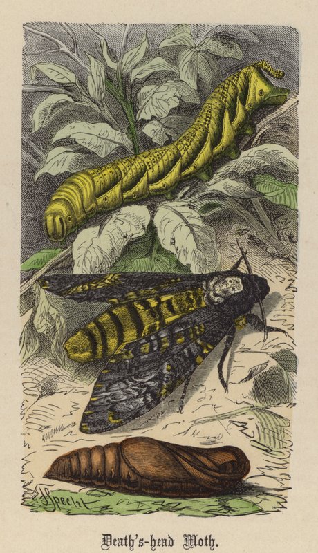 Sphinx Tête de Mort - Friedrich Specht