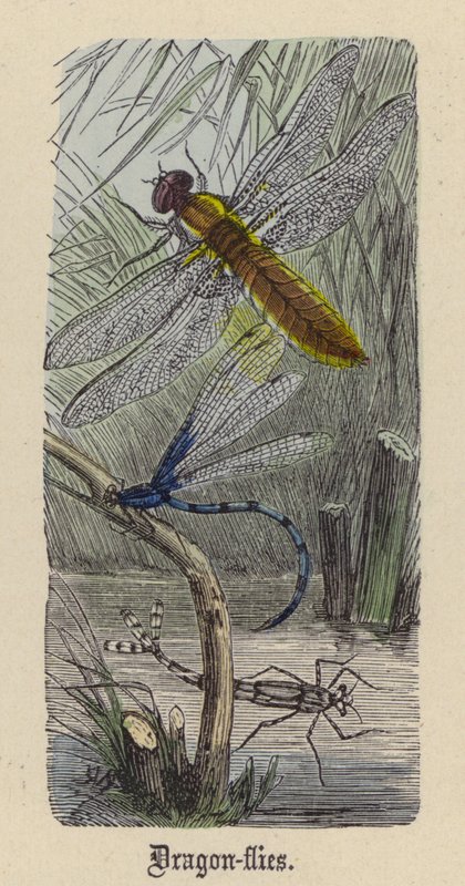 Libellules (gravure en couleur) - Friedrich Specht