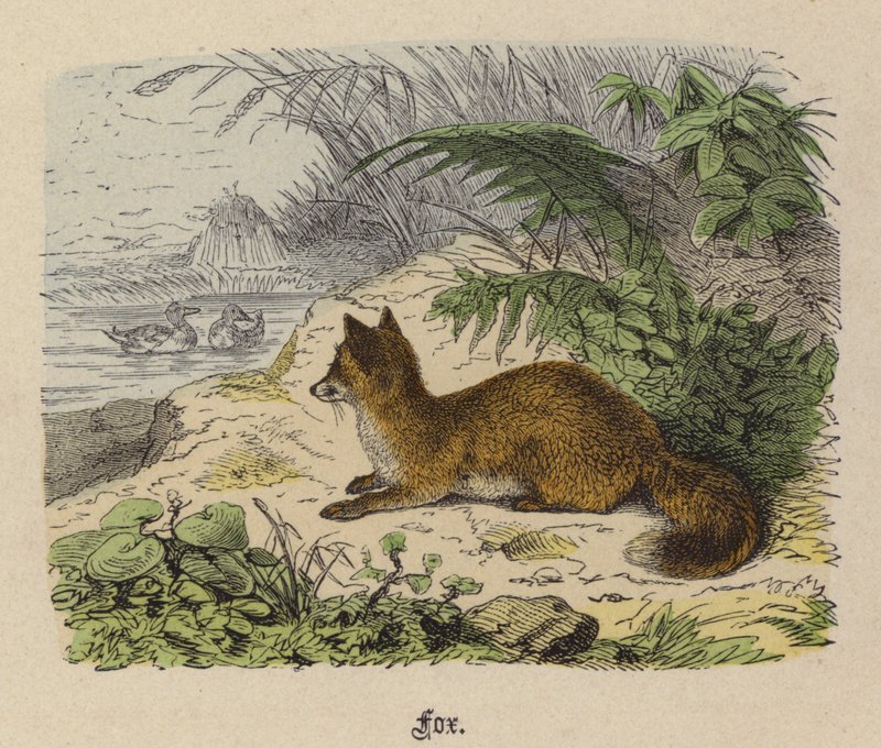 Renard - Friedrich Specht