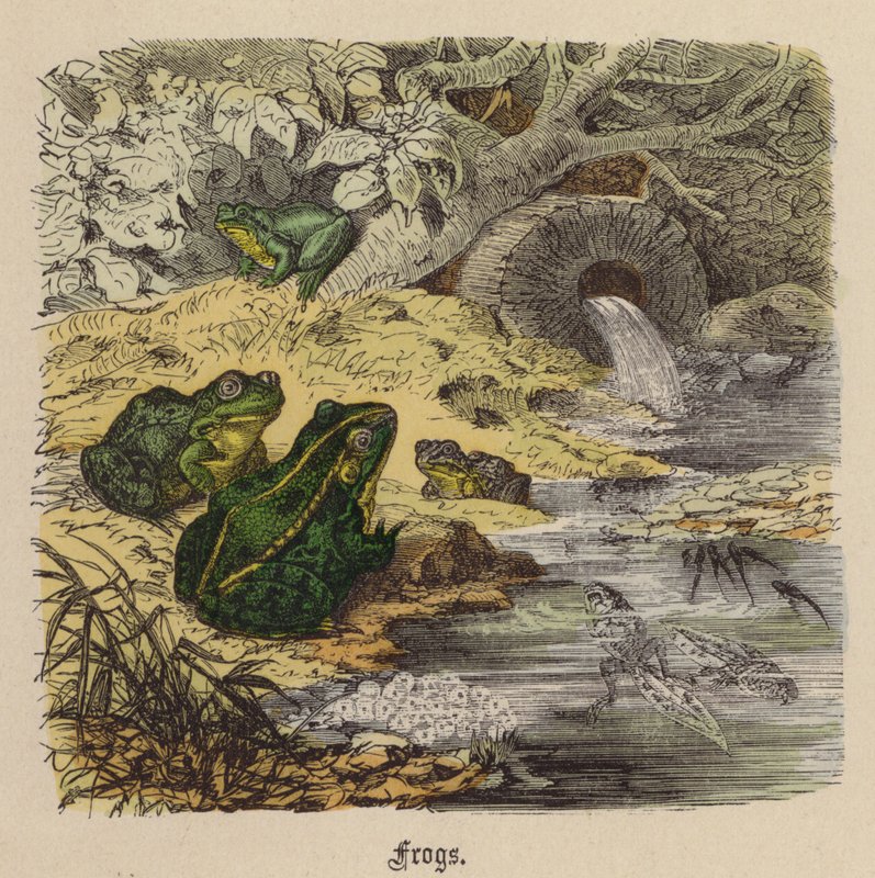Grenouilles - Friedrich Specht