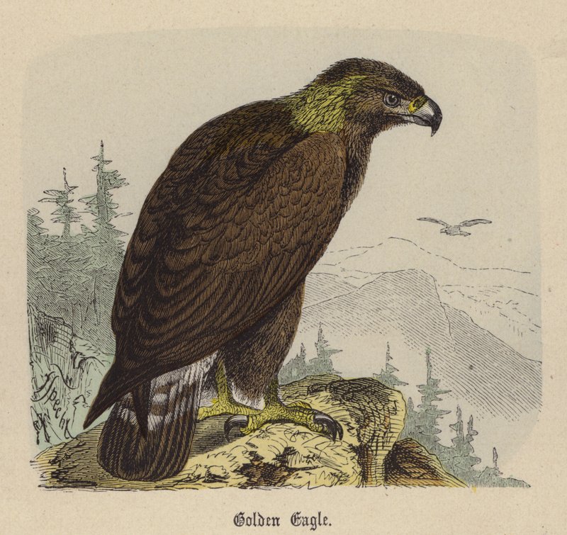 Aigle Royal - Friedrich Specht