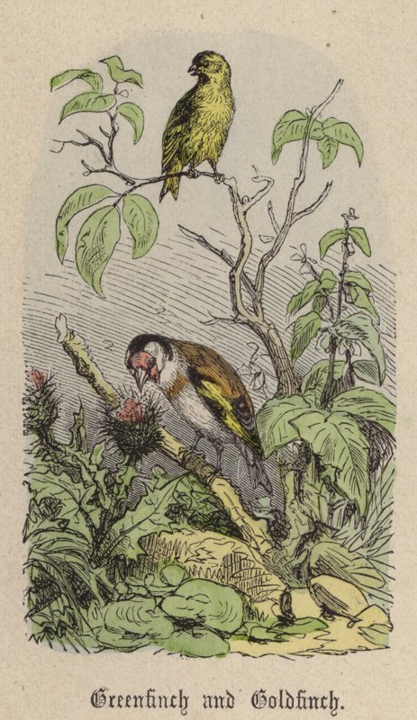 Verdier et Chardonneret - Friedrich Specht