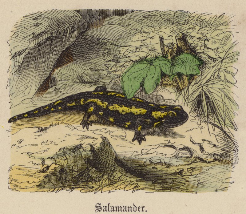 Salamandre - Friedrich Specht