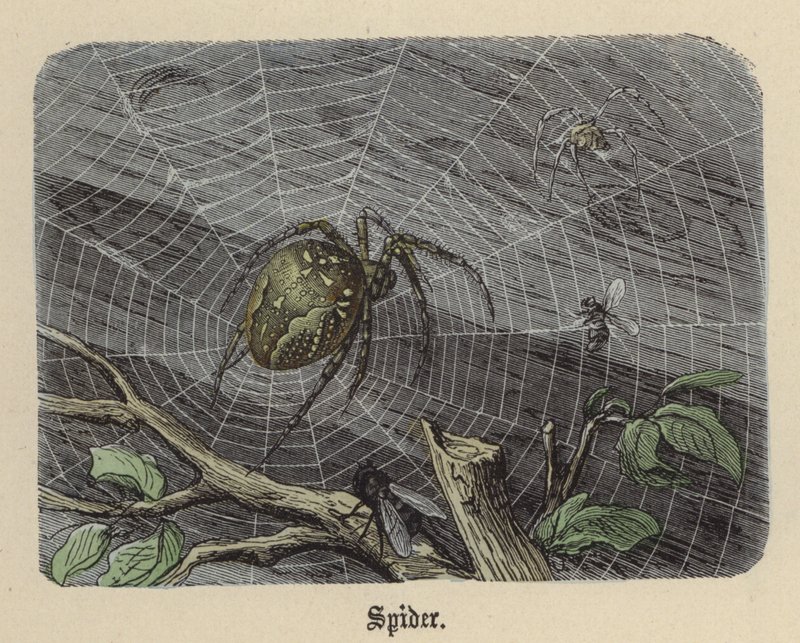 Araignée - Friedrich Specht