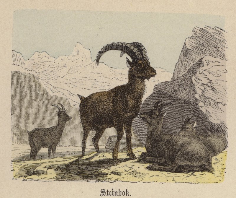 Steinbok - Friedrich Specht