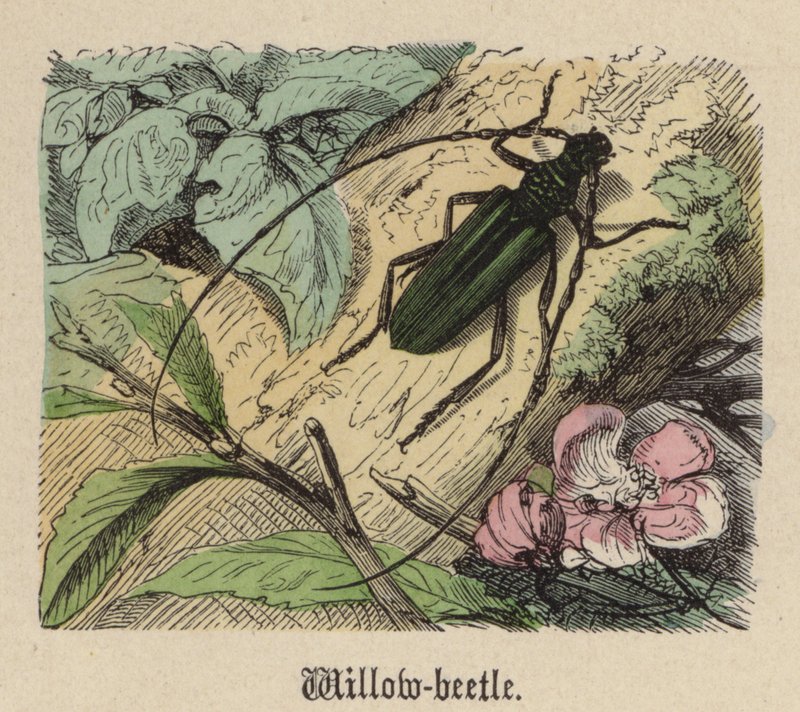 Chrysomèle - Friedrich Specht