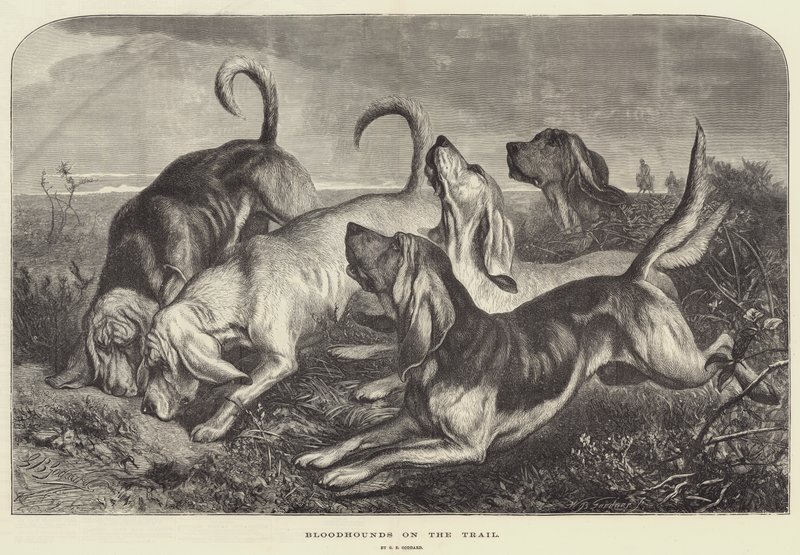 Chiens de chasse sur la piste - George Bouverie Goddard