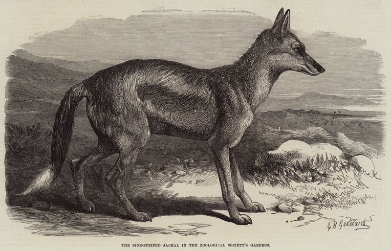 Le chacal à rayures latérales dans les jardins de la Société zoologique - George Bouverie Goddard