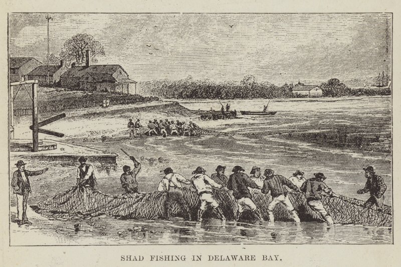 Pêche au shad dans la baie de Delaware - George Augustus Sala
