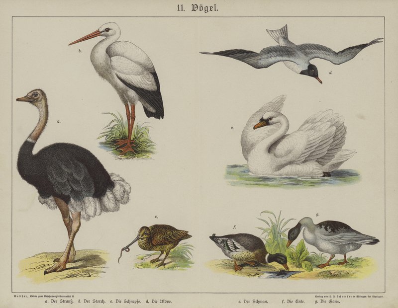 Animaux - German School