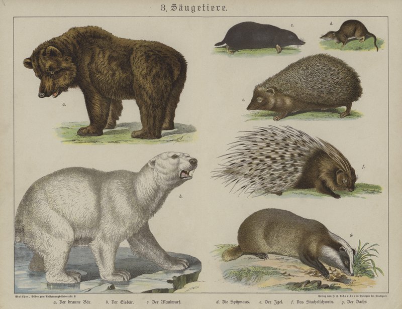 Animaux - German School