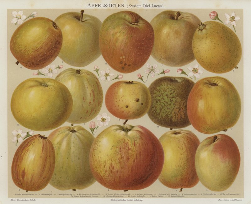 Pommes - German School