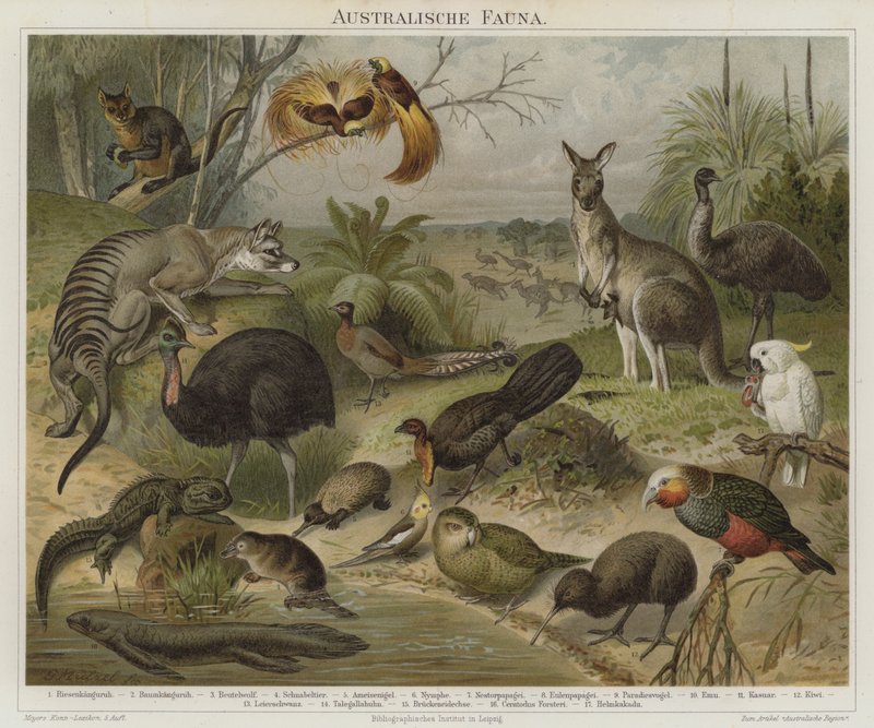 Faune australasienne - German School