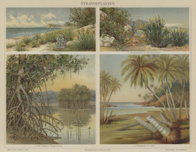 Plantes de plage - German School