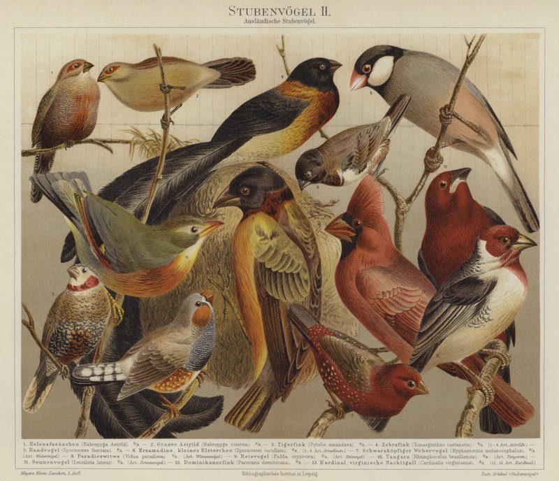 Oiseaux - German School