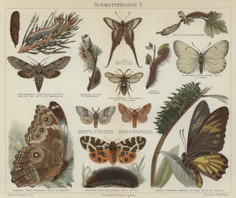 Papillons et mites - German School