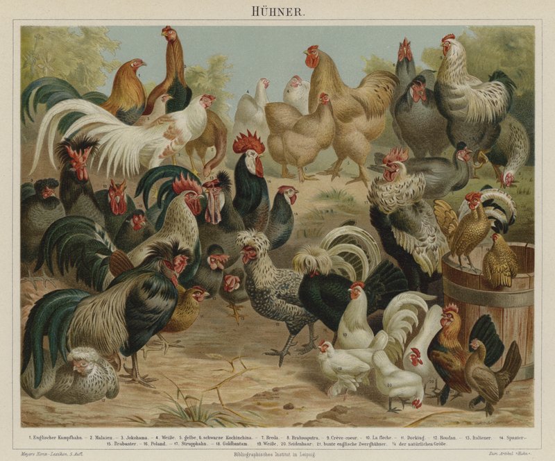 Poules - German School