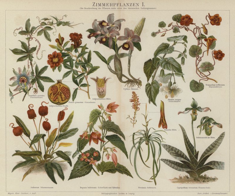 Plantes d
