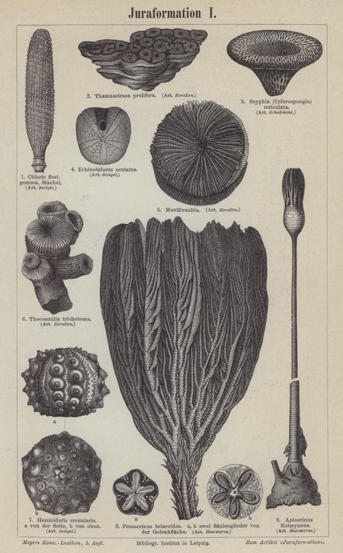 Fossiles jurassiques - German School