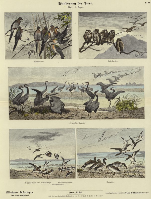 Migration des animaux - German School