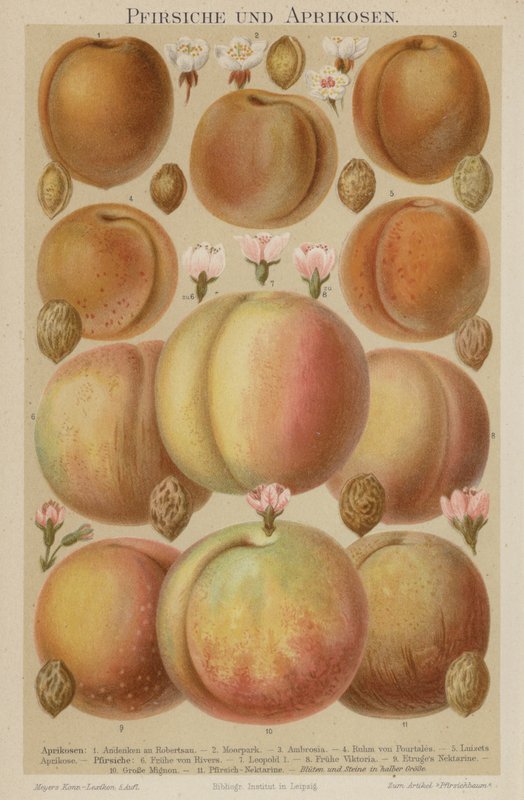 Pêches et abricots - German School