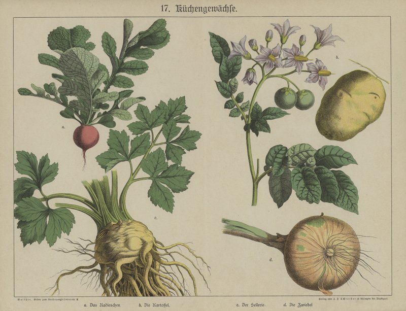 Plantes - German School