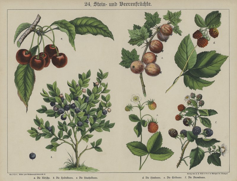 Plantes - German School