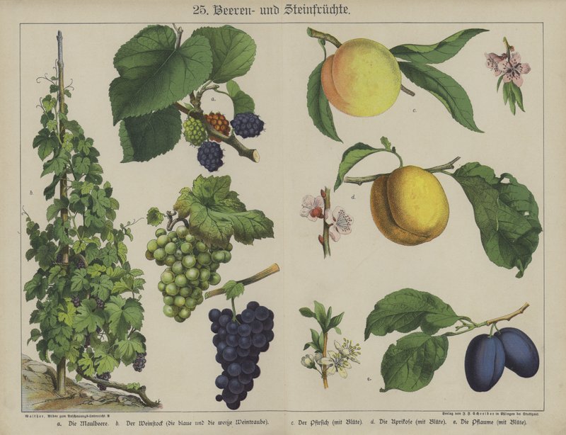 Plantes - German School