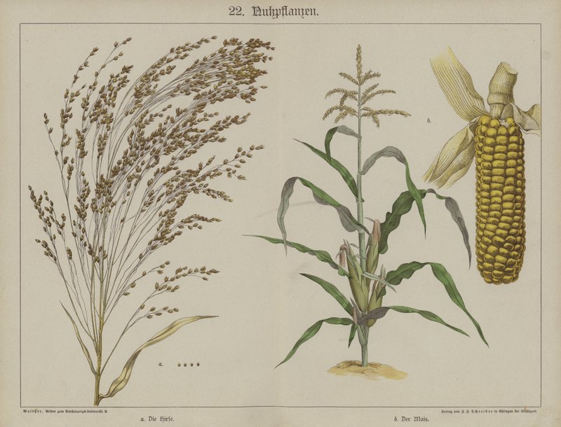 Plantes - German School